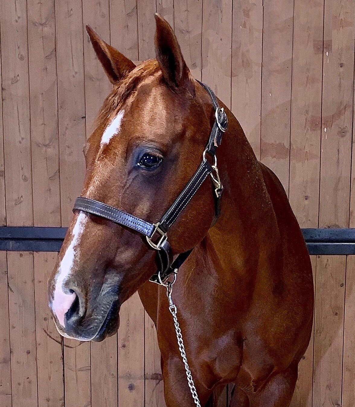 Dual Rey broodmare in foal to Stevie Rey Von Cutting Horse Central