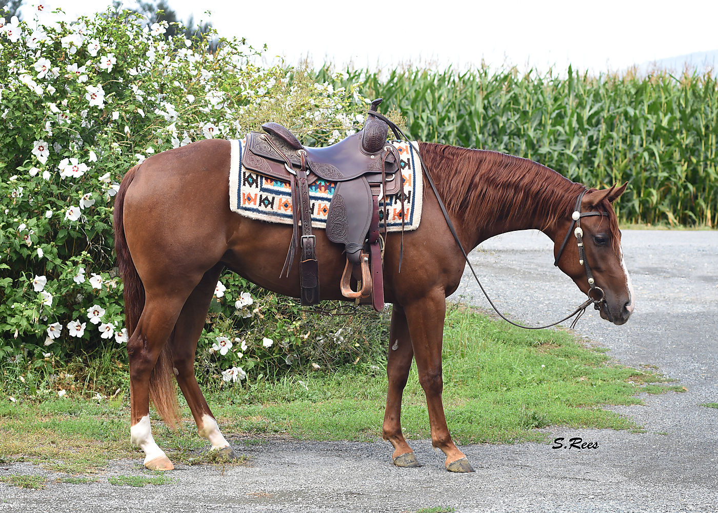 2017 Hottish Mare SUPERSTAR *SOLD* Thank you! Cutting Horse Central