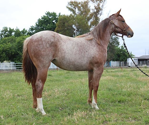 Hottish Roan Yearling Filly offered for sale Cutting Horse