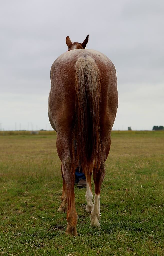 Hottish Roan Yearling Filly offered for sale Cutting Horse